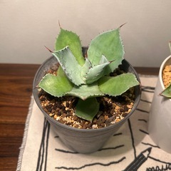 アガベ（２つ）
の画像