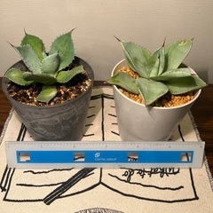 アガベ（２つ）
の画像