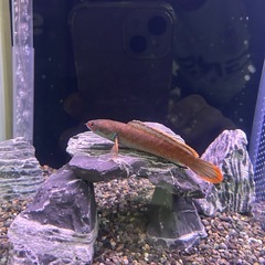 アイスファイヤースネークヘッド1匹の画像