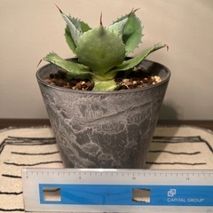 アガベ（12cm）の画像