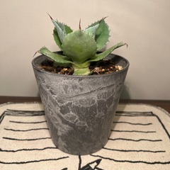 アガベ（12cm）の画像