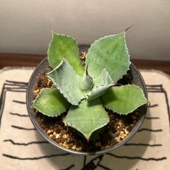 アガベ（12cm）の画像