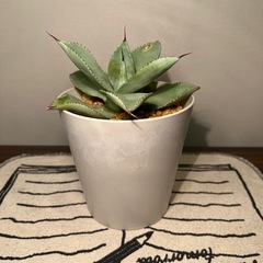 アガベ（15cm）の画像