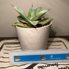 アガベ（15cm）の画像