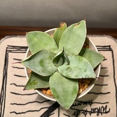 アガベ（15cm）の画像