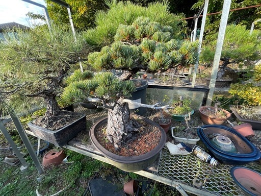 黒松盆栽 樹齢50年 枝ぶり・葉張り良好 大型サイズ (ジョセフ) 高槻の