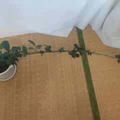 ゴムの木の画像