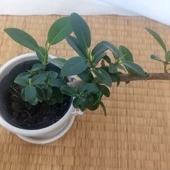 ゴムの木の画像