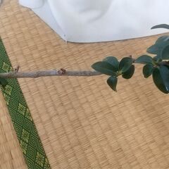 ゴムの木の画像