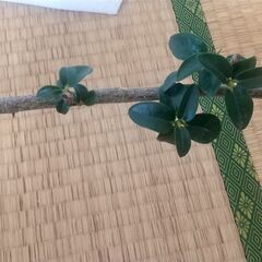 ゴムの木の画像