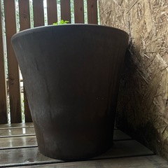 ストレチアオーガスタ　約100cm の画像