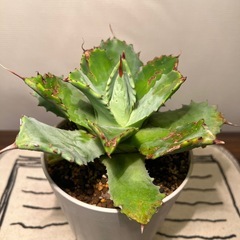 アガベ（16cm）の画像