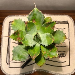 アガベ（16cm）の画像