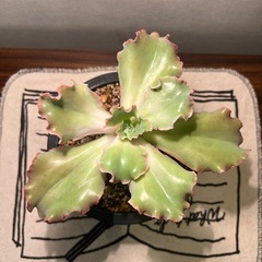 多肉植物の画像