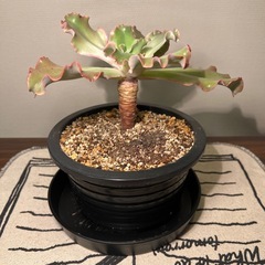 多肉植物の画像