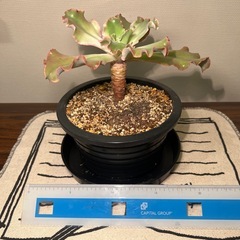 多肉植物の画像