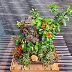 盆栽　長寿梅　石付きの画像