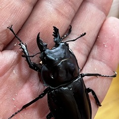 ヤエヤママルバネクワガタ（ブリード個体）ペア＋おまけ♂1（内翅出個体）の画像