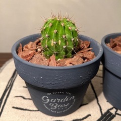 サボテン（２つ）の画像