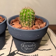 サボテン（２つ）の画像