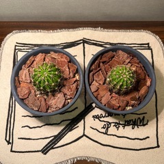 サボテン（２つ）の画像