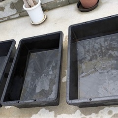 メダカの飼育桶の画像