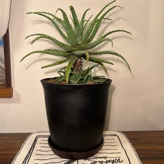 アロエの画像
