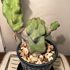 サボテン（50cm）の画像