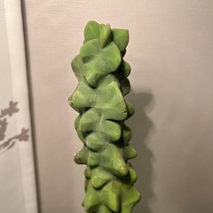 サボテン（50cm）の画像