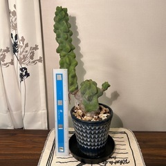 サボテン（50cm）の画像