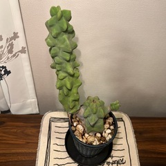 サボテン（50cm）の画像