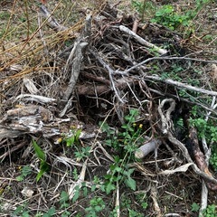 切った木の残骸　無料の画像