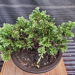 シンパク　斑入りの画像