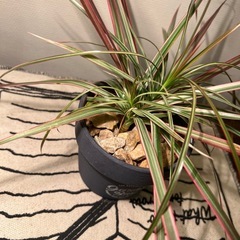 観葉植物の画像