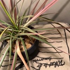 観葉植物の画像