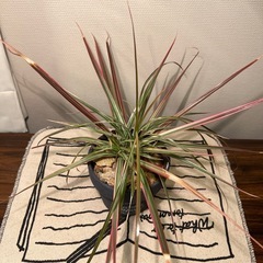 観葉植物の画像