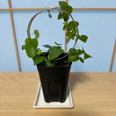 塊根植物 アフリカ亀甲竜 ディオスコレアエレファンティペス実生苗の画像