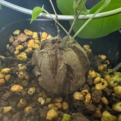 塊根植物 アフリカ亀甲竜 ディオスコレアエレファンティペス実生苗の画像