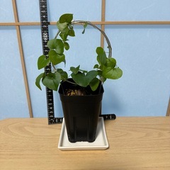 塊根植物 アフリカ亀甲竜 ディオスコレアエレファンティペス実生苗の画像