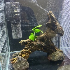 ディアルガっぽい流木の画像