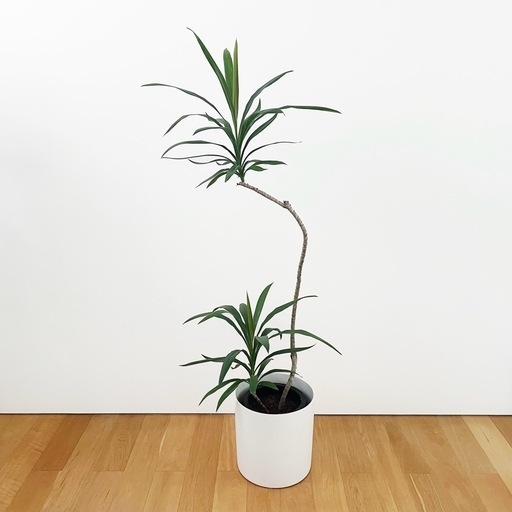 観葉植物 コルジリネ ストリクタ