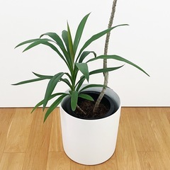 観葉植物 コルジリネ ストリクタの画像