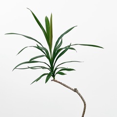 観葉植物 コルジリネ ストリクタの画像