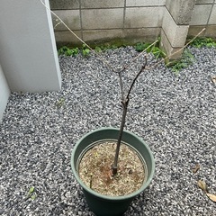 【無料でお譲りします】無印良品の収納ボックスや炭など（ジャンク品含む）の画像