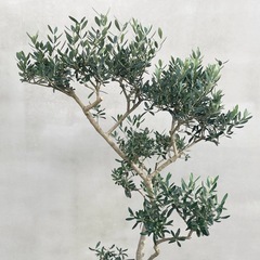 観葉植物 オリーブ ネバディロブロンコの画像