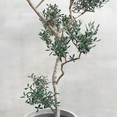 観葉植物 オリーブ ネバディロブロンコの画像