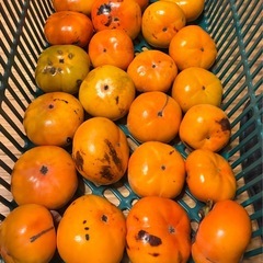 柿 23個　無農薬 (6)
の画像