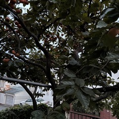 柿 23個　無農薬 (6)
の画像