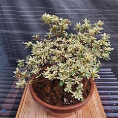 斑入り葉サツキの画像