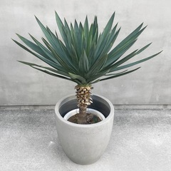 観葉植物 ユッカ グロリオサの画像